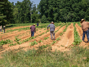 agricultores al sol